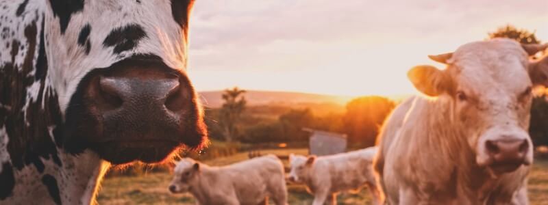 Agriculture and food security